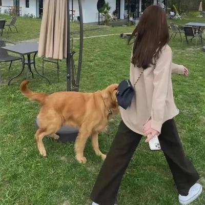 暴龙来袭